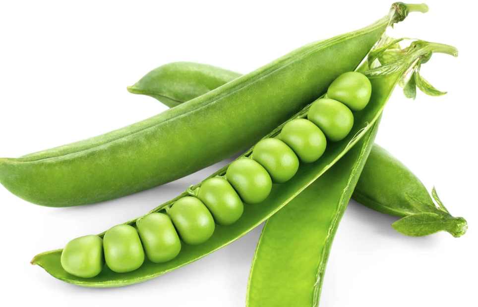 豌豆通過根癌農桿菌獲得轉基因蔬菜有什么好處?