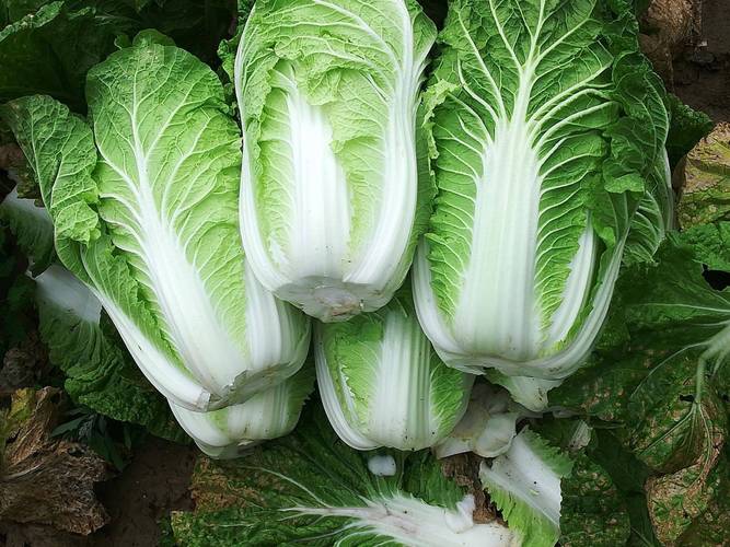 大白菜能忍受零下幾度