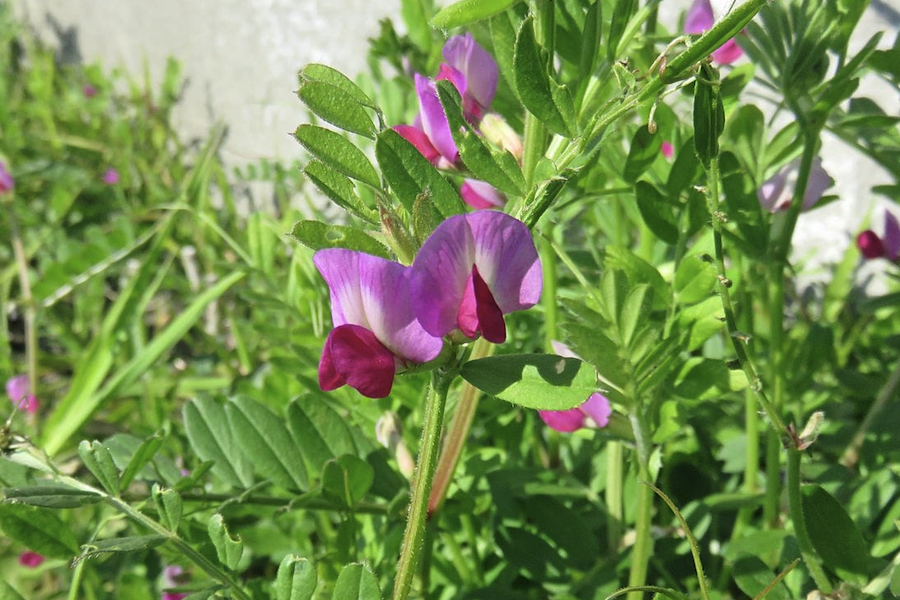 野豌豆加入到羊飼料中有哪些好處?
