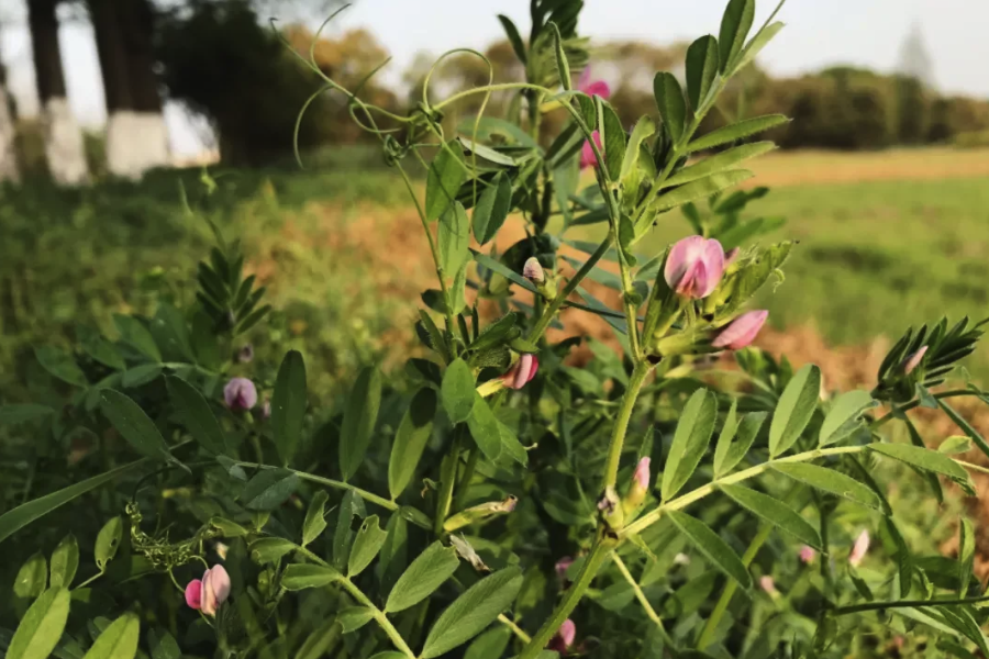 野豌豆分布在哪些地區,有什么生態習性?
