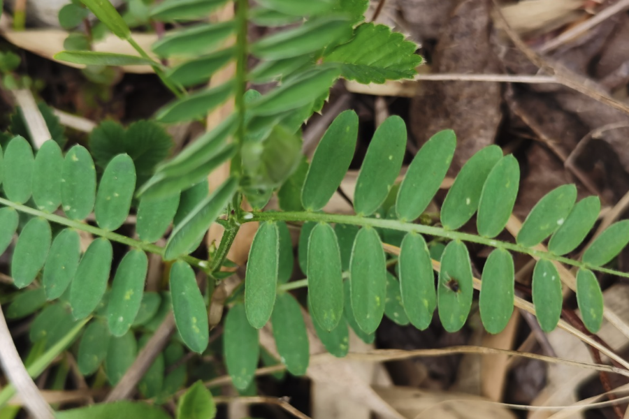 野豌豆是什么植物,有哪些形態(tài)特點(diǎn)?