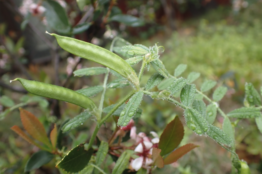 野豌豆是什么植物,有哪些形態(tài)特點(diǎn)?