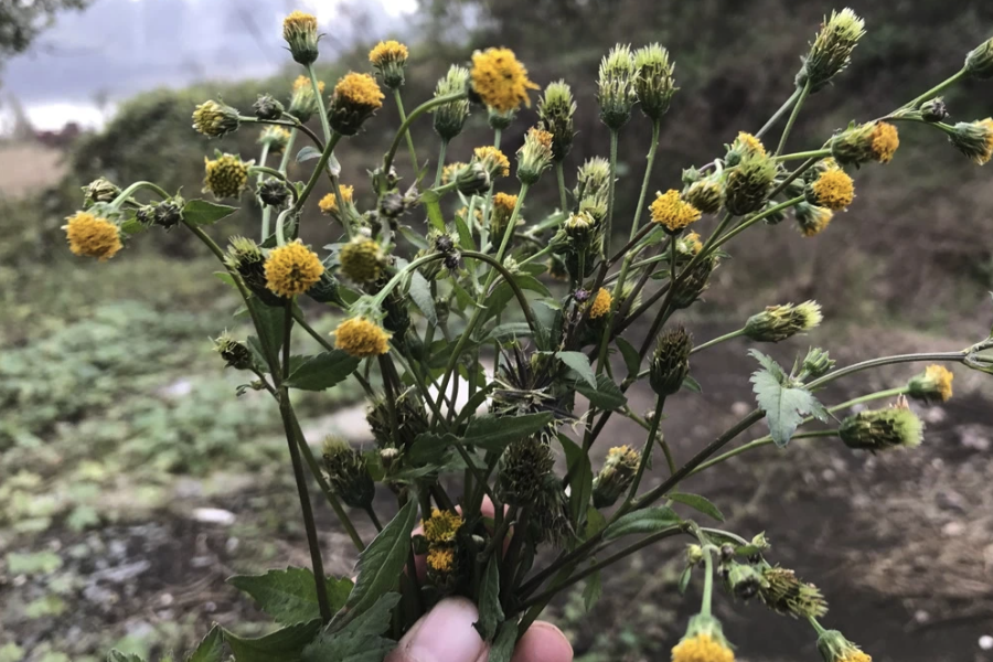 歐洲鬼針草的常見病蟲害有哪些?