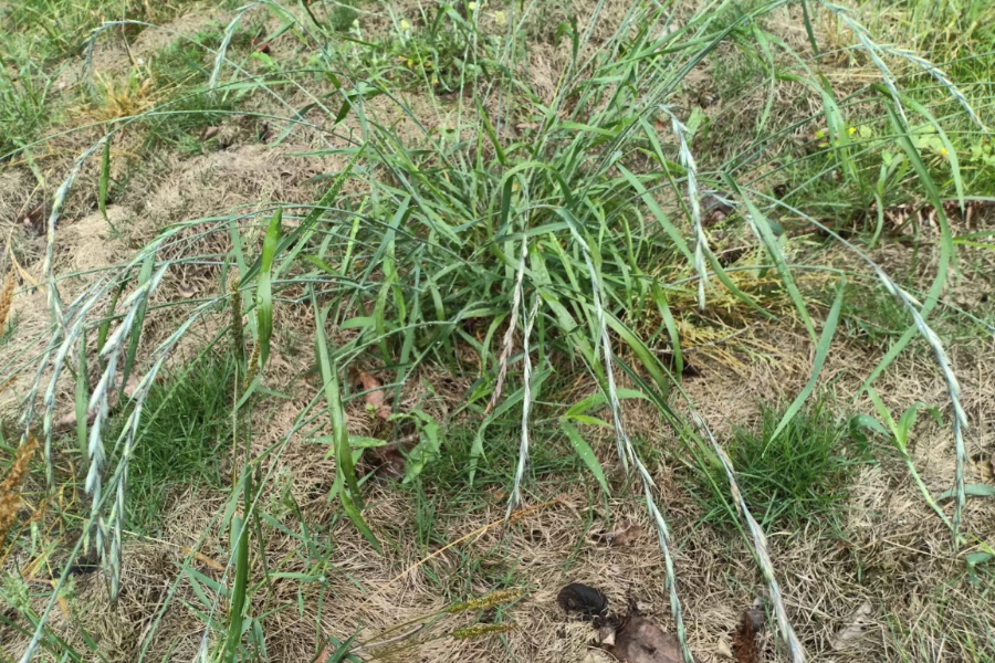披堿草的種植方法和準備條件?
