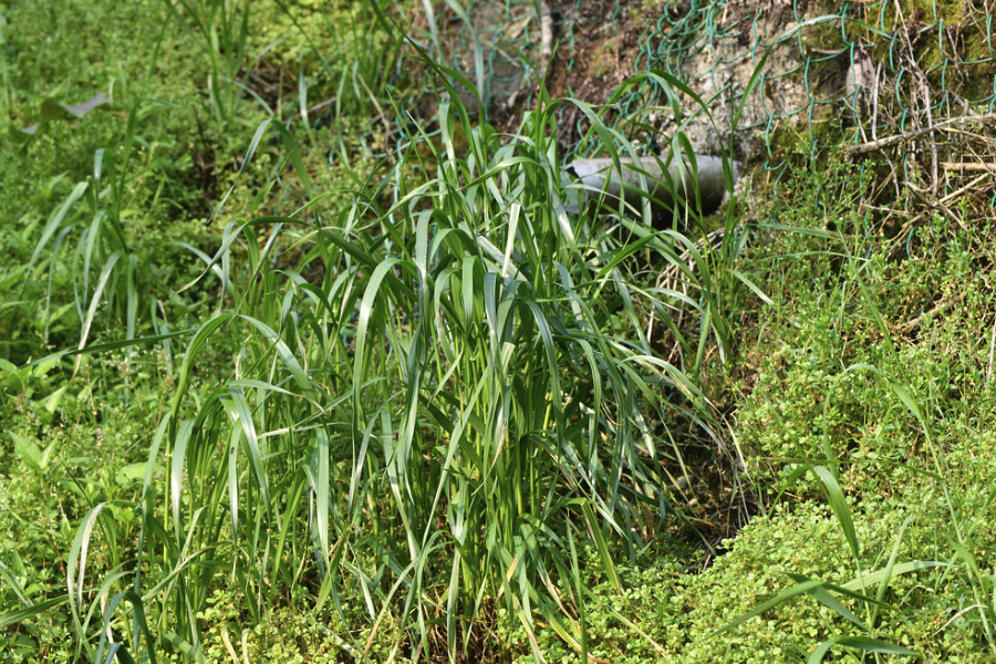 披堿草的種植方法和準備條件?