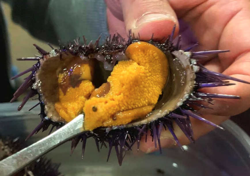 白天和晚上海膽的攝食活動有什么不同?