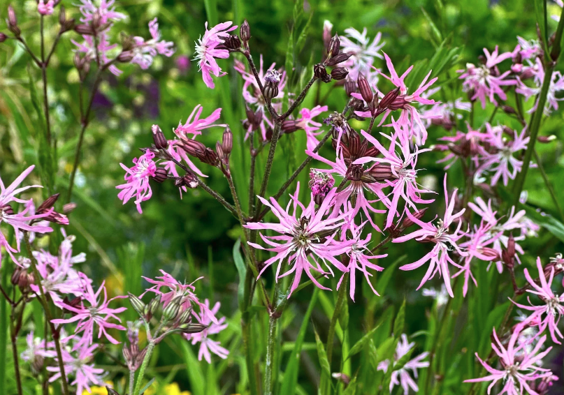 怎么去除剪秋羅(Ragged robin)的螨蟲?