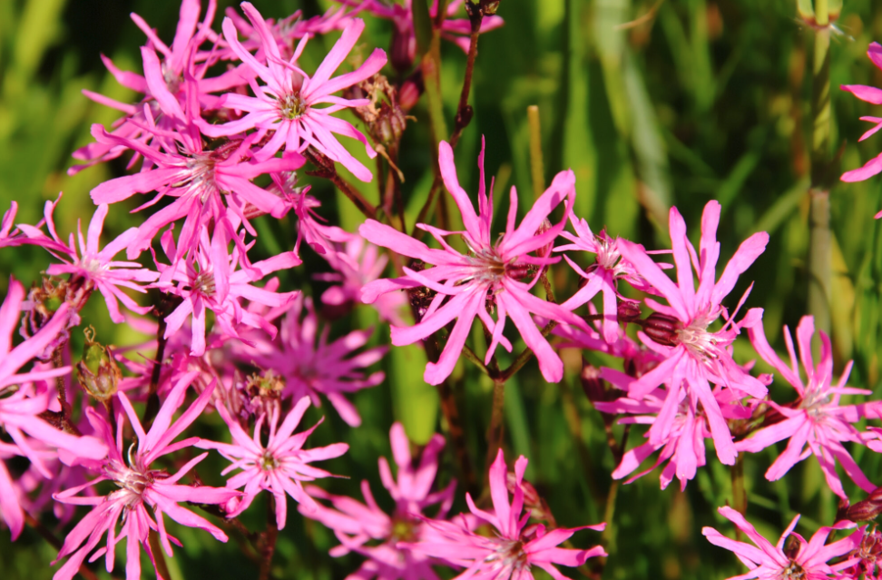 剪秋羅(Ragged robin)用哪些方式可以消滅蚜蟲?