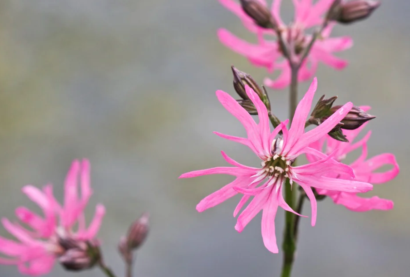 剪秋羅(Ragged robin)用哪些方式可以消滅蚜蟲?