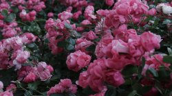 <b>薔薇移栽最佳時間</b>