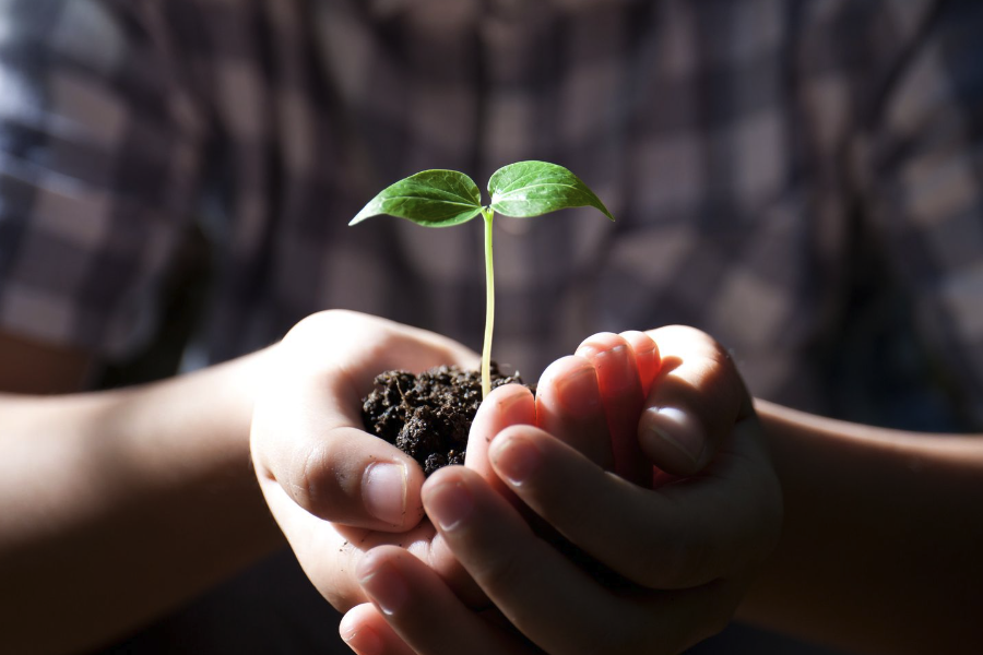 植物細胞內冠癭堿的檢測用什么方法?
