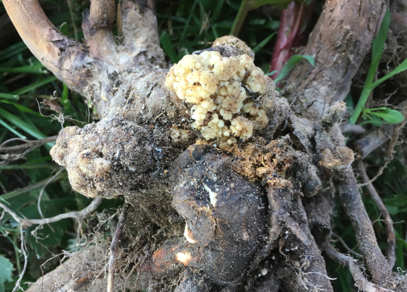 根癌農桿菌是什么,對植物有哪些影響?