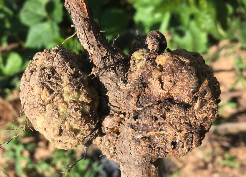 根癌農桿菌是什么,對植物有哪些影響?