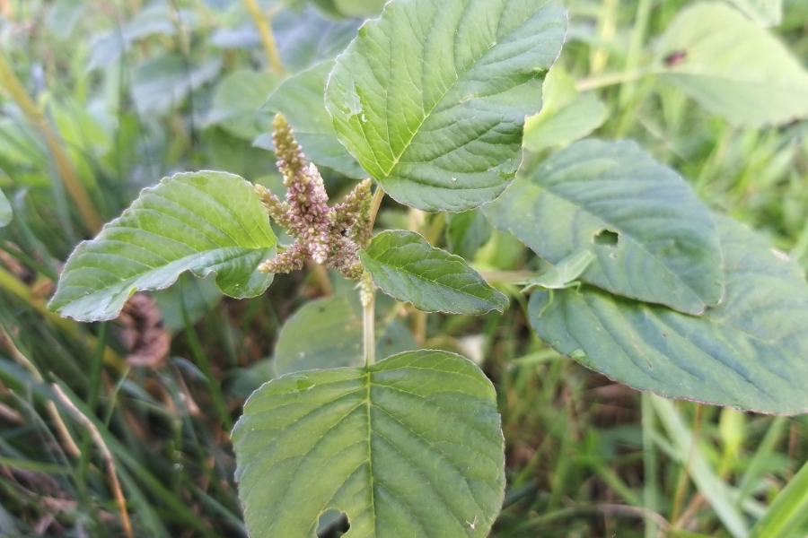 反枝莧是什么植物,有哪些形態特點?