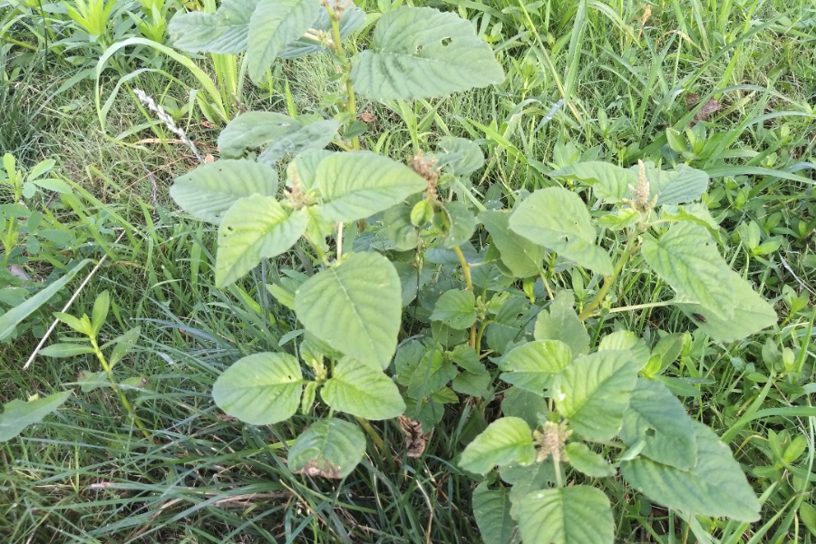 反枝莧是什么植物,有哪些形態特點?