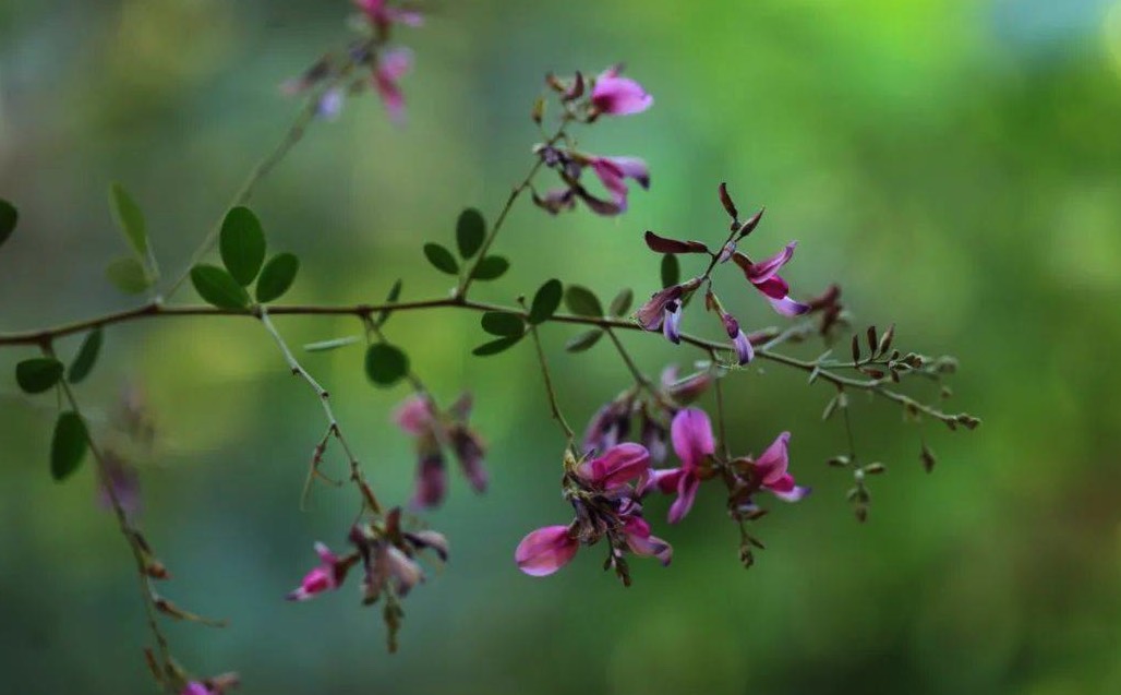 胡枝子是什么植物,有哪些形態特點?