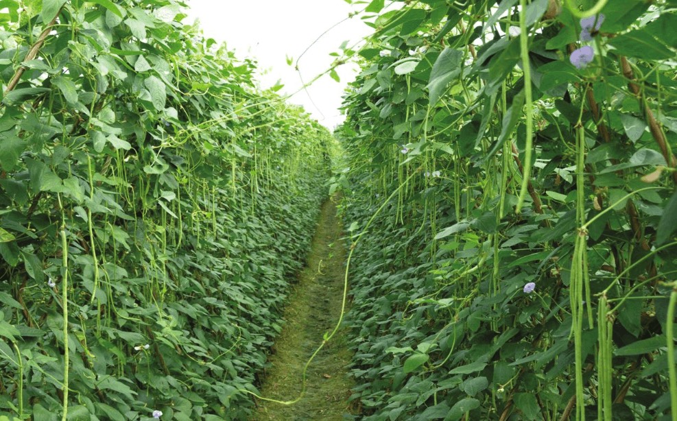 菜豆怎么通過根癌農(nóng)桿菌轉(zhuǎn)化 ?