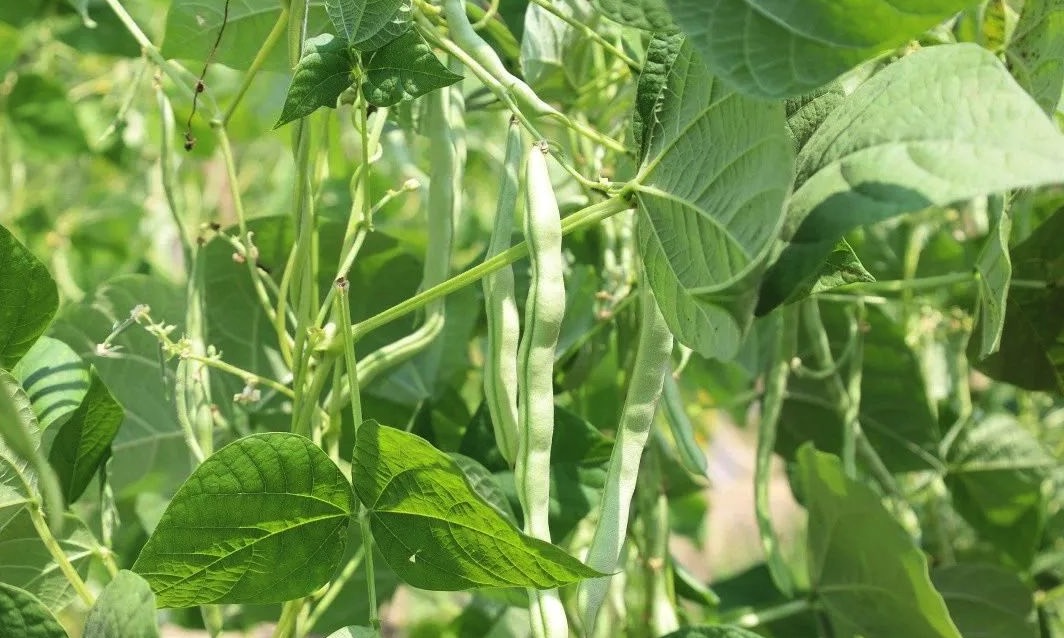 菜豆怎么通過根癌農(nóng)桿菌轉(zhuǎn)化 ?