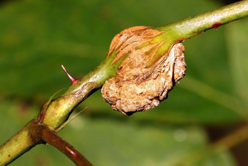豌豆通過(guò)根癌農(nóng)桿菌遺傳轉(zhuǎn)化有什么好處?