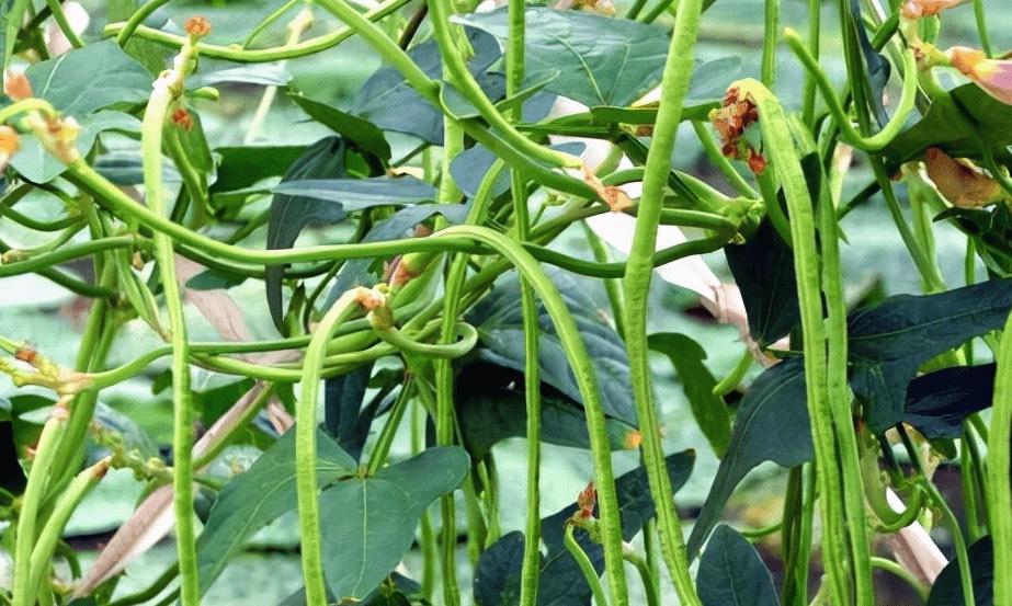 豌豆通過(guò)根癌農(nóng)桿菌遺傳轉(zhuǎn)化有什么好處?