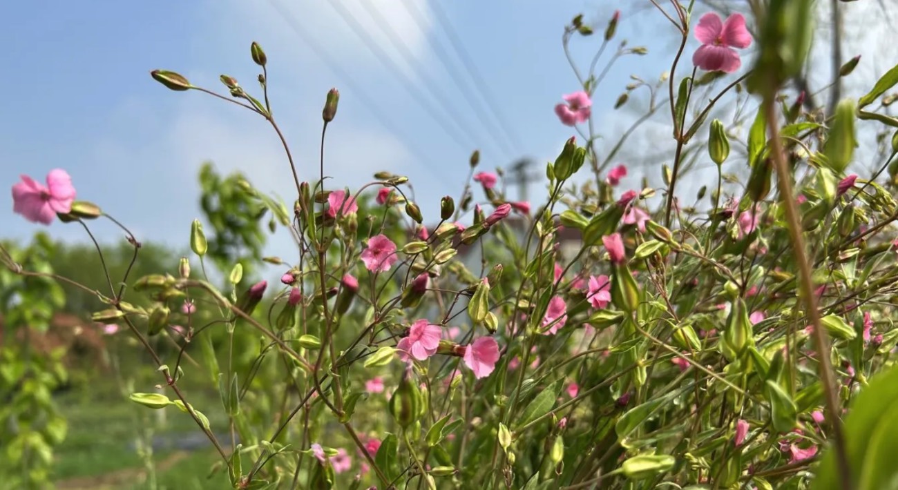 藍灰石竹有哪些生態(tài)習性,花期在什么時候 ?