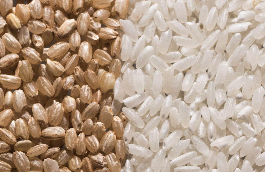 水稻通過作物分子育種有哪些好處?