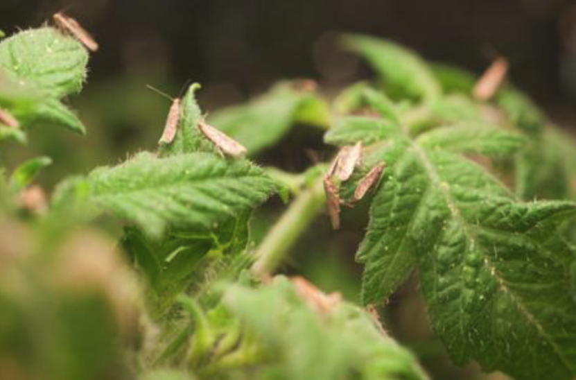煙草芽蛾有哪些生態(tài)習(xí)性,分布在哪些地區(qū)?