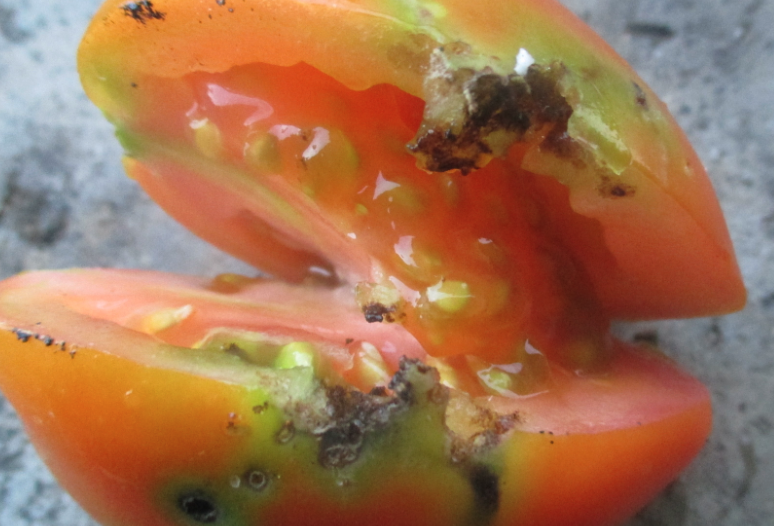 煙草芽蛾怎么繁殖,繁殖能力怎么樣?