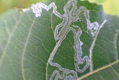 <strong>煙草芽蛾的幼蟲(chóng)會(huì)進(jìn)食哪些植物？</strong>