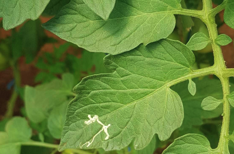 煙草芽蛾怎么通過(guò)機(jī)械或者人工消滅?