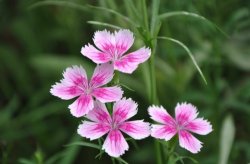 <strong>須苞石竹是什么植物，有哪些形態特點 ？</strong>
