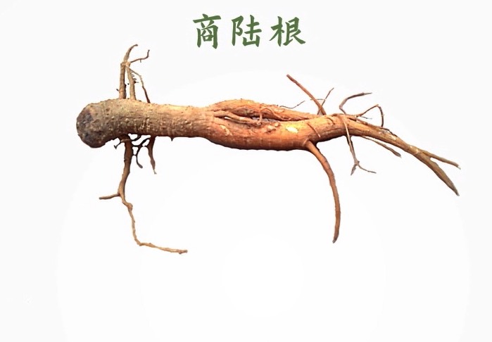 商陸感染根腐病是什么原因 ?
