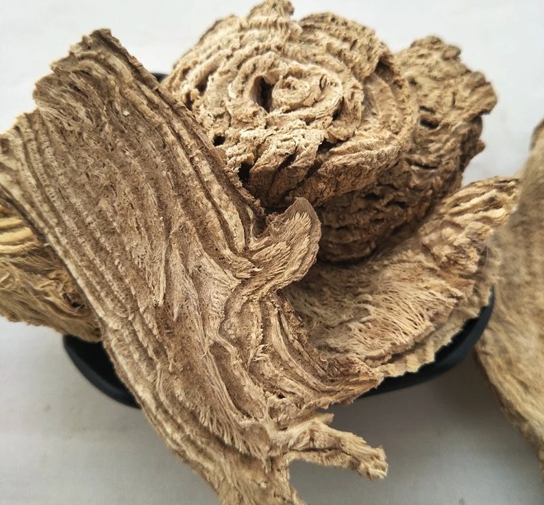 商陸出現(xiàn)蚜蟲應(yīng)該如何進行消滅 ?