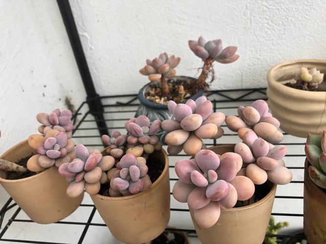 多肉桃蛋顏色變綠?揭秘背后原因