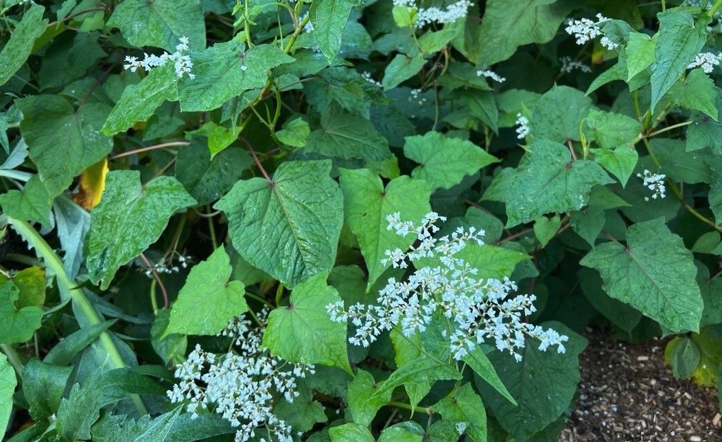 山蕎麥的種植方法和準備條件 ?