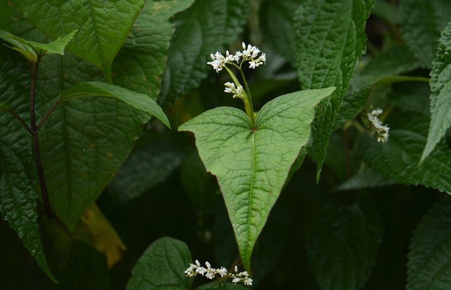 山蕎麥的種植方法和準備條件 ?