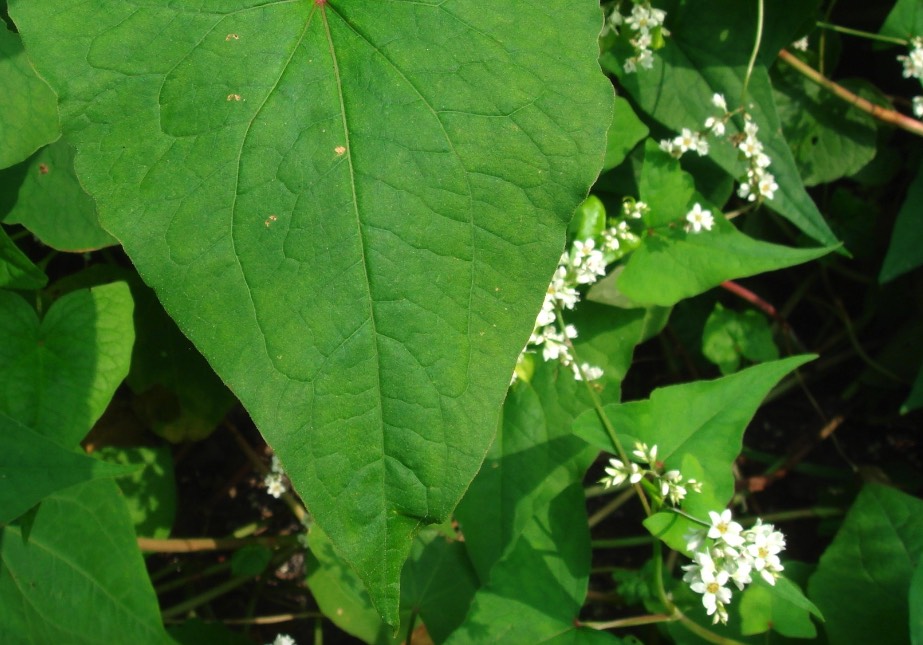 山蕎麥有哪些生態(tài)習(xí)性,耐旱性怎么樣 ?