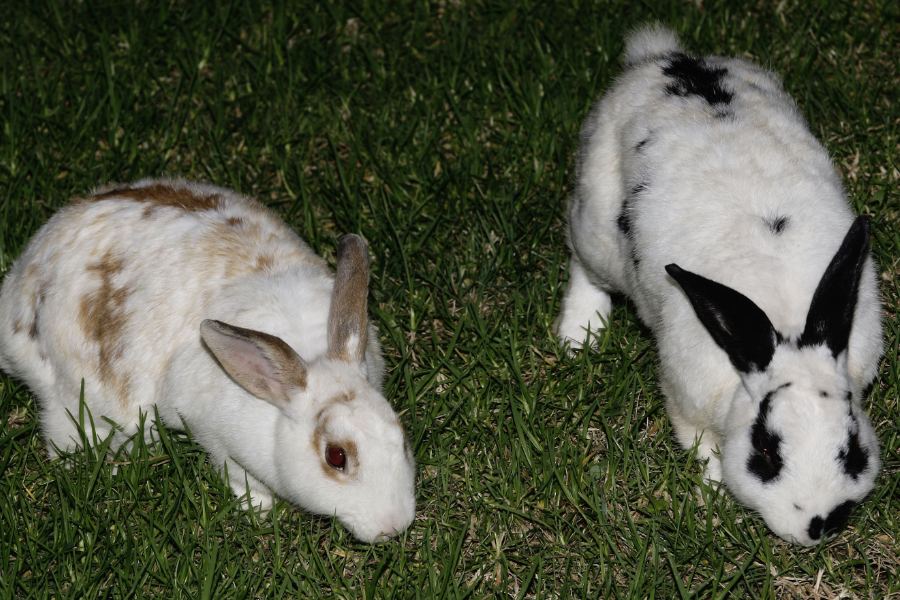 家兔的蛋白質(zhì)飼料有哪些?