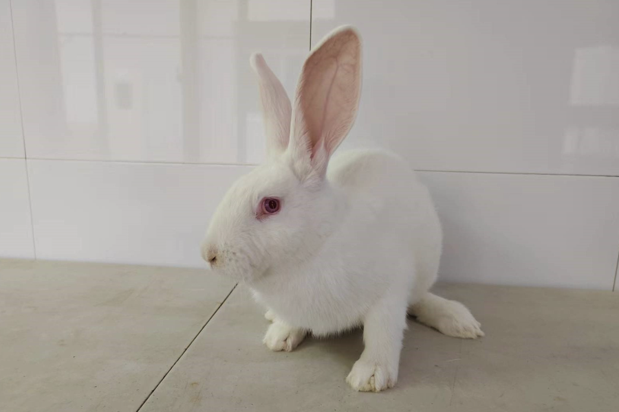 家兔的蛋白質(zhì)飼料有哪些?
