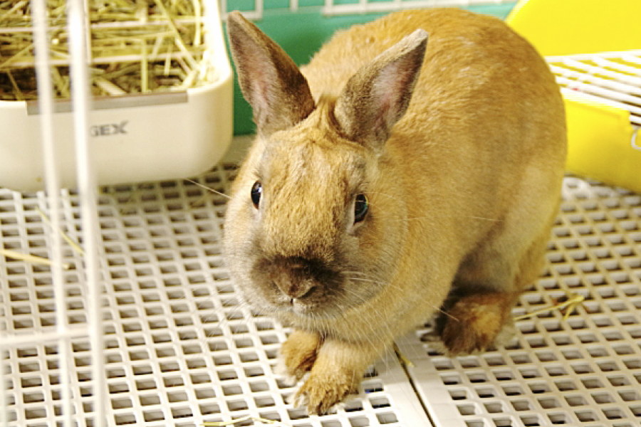 粉料可以作為家兔飼料嗎?