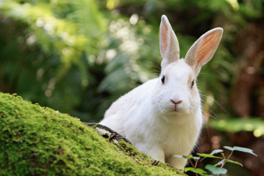 粉料可以作為家兔飼料嗎?