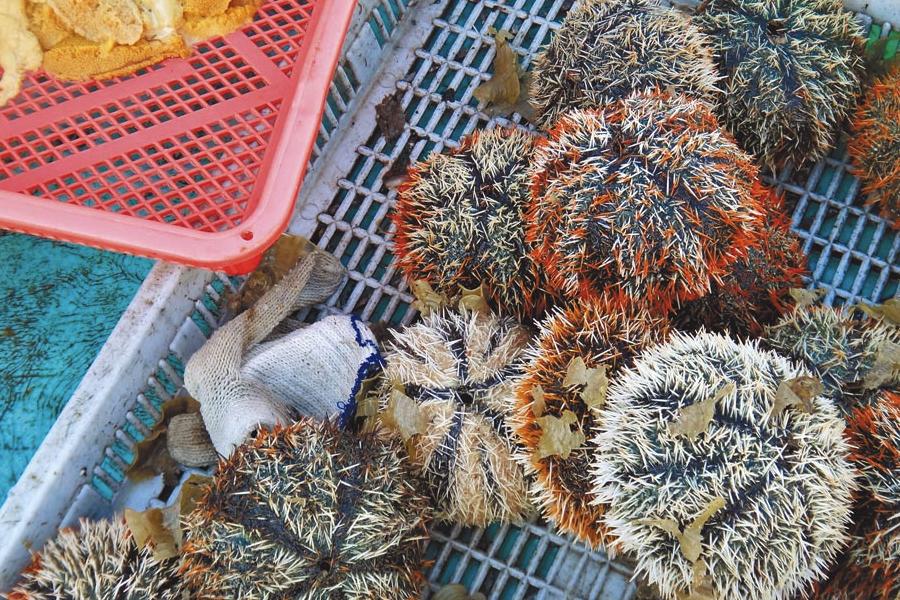 采捕海膽怎么防止海膽的棘脫落?