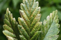 <strong>植物病毒的傳播途徑主要有哪些？</strong>