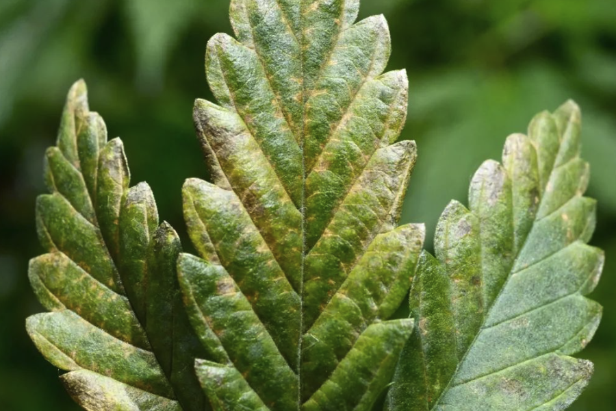 植物病毒的傳播途徑主要有哪些?