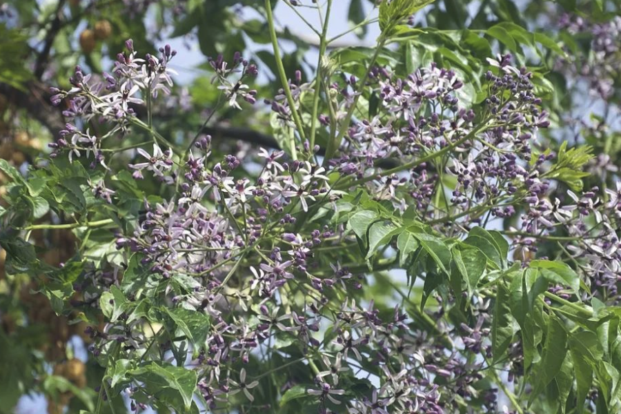 楝樹的種植方法是什么樣的?