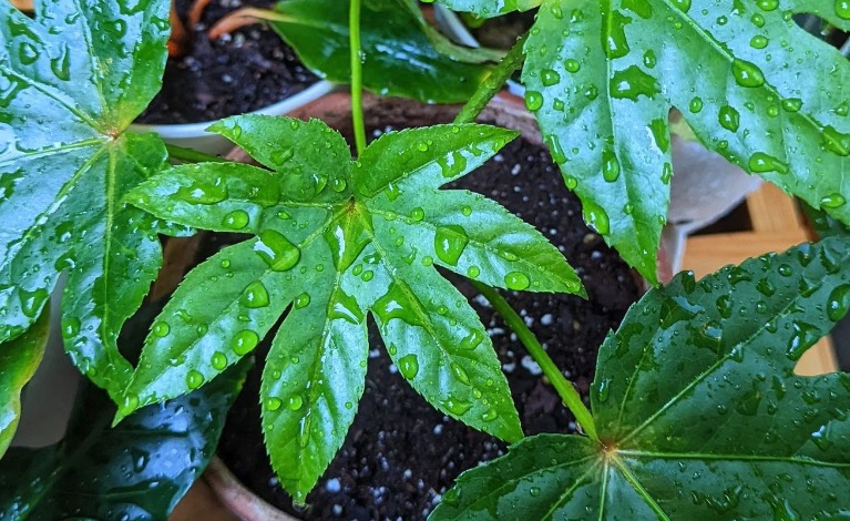 紅蜘蛛對八角金盤有哪些危害,如何消滅 ?