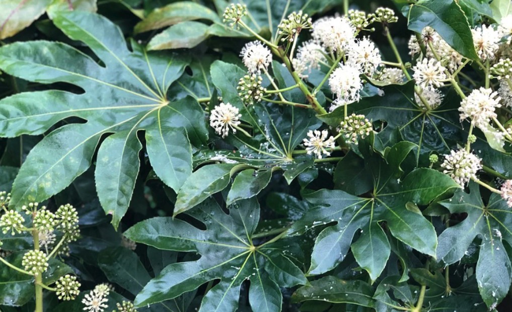八角金盤的種植方法和注意事項 ?