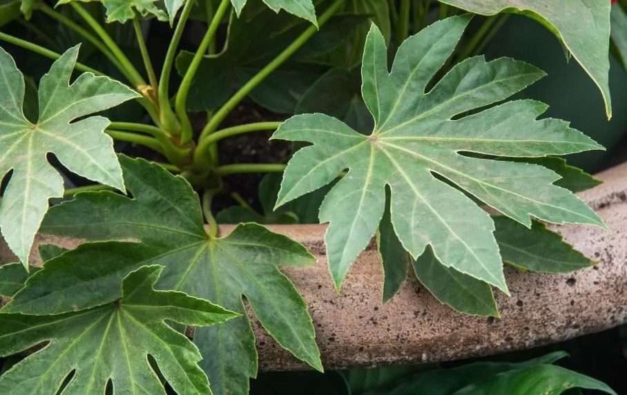 八角金盤的種植方法和注意事項 ?