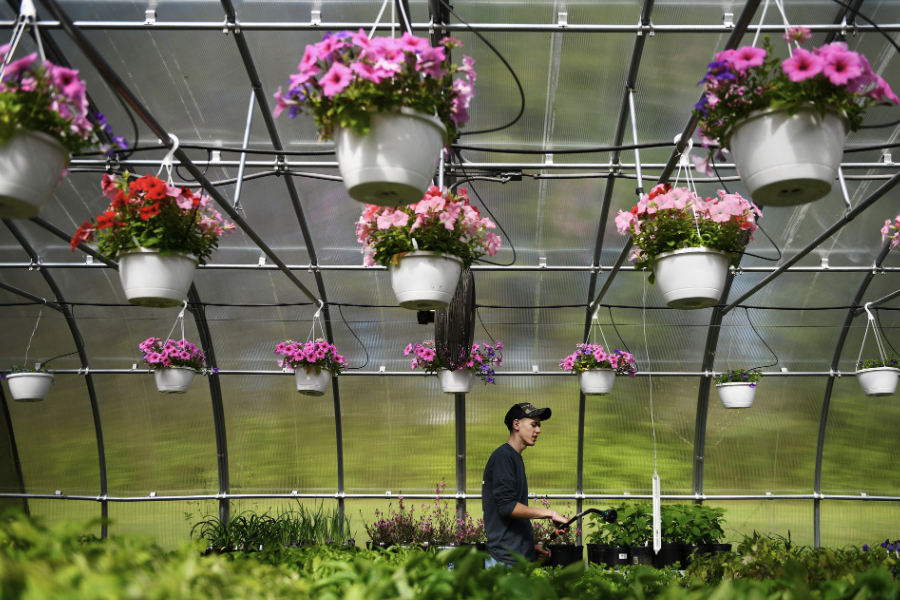 植物基因轉化受體系統是什么?