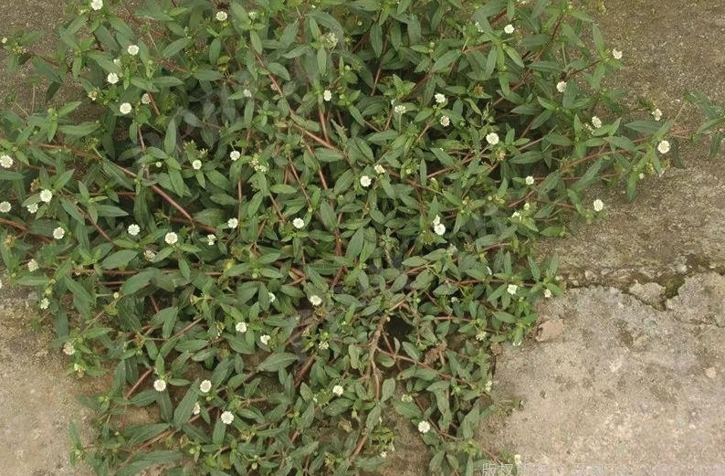 旱麥瓶草有哪些生態(tài)價(jià)值和用途?